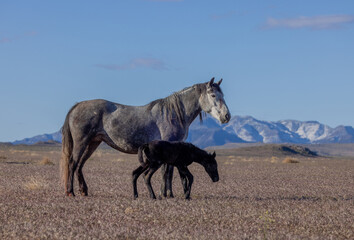 Wall Mural - Wild Horse Mare and Her Newborn Foal in Springtime in the Utah Desert