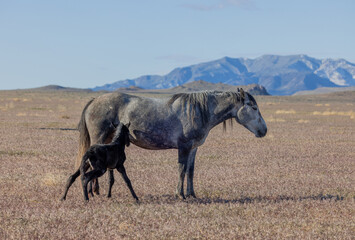 Poster - Wild Horse Mare and Her Newborn Foal in Springtime in the Utah Desert