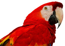 Colorful Parrot (Scarlet Macaw (Ara Macao).