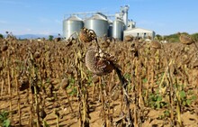Withered Sunflower Ready For Crop On A Field With A Grain Storage Silos And Its Distribution System On The Blurred Background