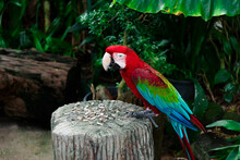 Beautiful Parrot Green Winged Macaw Eats Sunflower Seeds