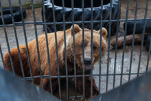 The Cage In Which The Brown Bear Lives. Bear's Eyes On The World From Behind The Bars