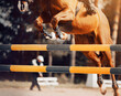 A beautiful bay horse with a rider in the saddle jumps over a high yellow barrier, illuminated by rays of sunlight. Equestrian sports. Show jumping competitions. Horse riding .