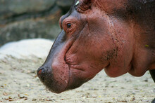 Nijlpaard Mama.