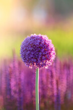 Allium Flowers Growing In The Garden. Purple Allium Flowers. Round Purple Flowers Look Like A Ball. Blooming Onion.