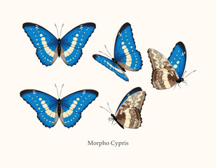 Wall Mural - Morpho butterfly vector art in different views