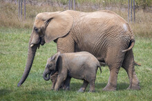 African Elephants (Loxodonta Africana), Baby Elephant With Its Parent.