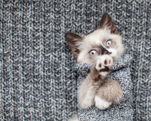 Wall Mural - Kitten on gray knitted blanket