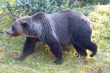 Wall Mural - grizzly bear walking side profile