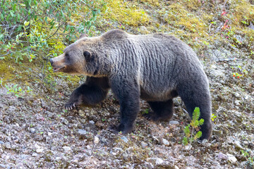 Wall Mural - grizzly bear in the woods