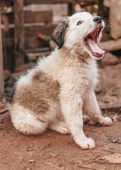 Canvas Print - Small cute stray dog puppy resting on dirty ground at house yard, mouth open, yawning as if it's smiling