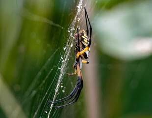 Poster - Garden Orb Spider