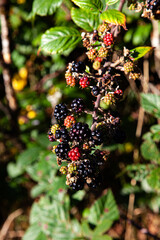 Wall Mural - wild blackberry bush