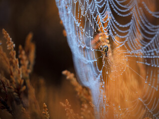 Spider on web with dew drops.