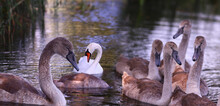 A Family Of Swans, Adult And Young Swans Swim In The Pond In Search Of Food...