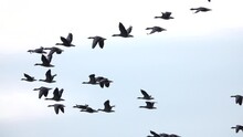 Greylag Goose Flock Flying In The Sky, Sweden
Slow Motion Shot From Sweden, 2022

