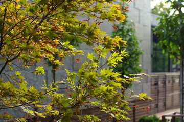 Wall Mural - autumn in the park