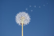 Flying parachutes from dandelion on blue sky background