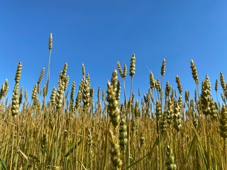 field of wheat