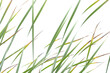 green grass isolated on white,  grass in the wind, background, graphic, minimalist