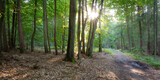 Fototapeta Natura - Die Sonne scheint in den Wald im Herbst