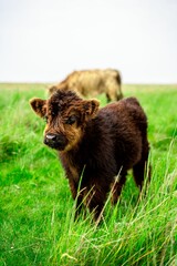 Sticker - Vertical shot of the baby Highland cattle standing in the green meadow