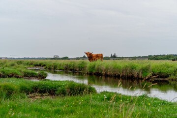 Poster - Vertical shot of the Highland cattle standing in the green meadow with a pond in between