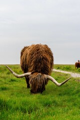 Sticker - Vertical shot of the Highland cattle grazing in the green meadow