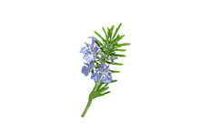 Rosemary Branch With Leaves And Blue Flowers Isolated Transparent Png. Salvia Rosmarinus Plant