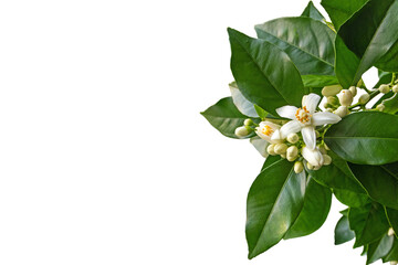 Wall Mural - Orange tree white fragrant flowers and buds and dark green foliage isolated transparent png. Neroli blossom. 