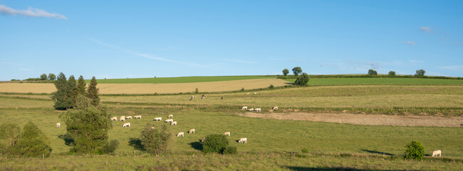 cows in green meadow between bastogne, La Roche and St Hubert in belgium