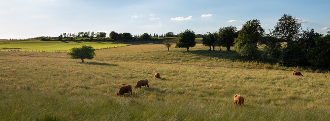 cows in green meadow between bastogne, La Roche and St Hubert in belgium