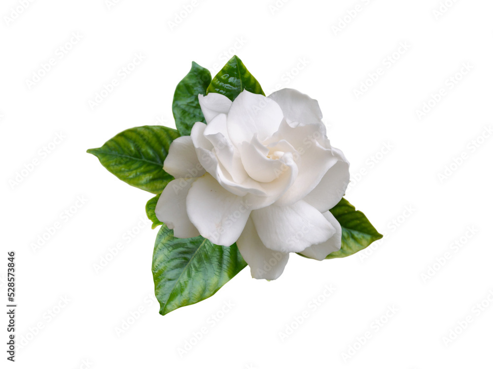 Stock-Foto „Gardenia jasminoides fragrant flower and leaves isolated ...