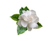 Gardenia jasminoides fragrant flower and leaves isolated transparent png
