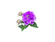 Purple verbena flower, buds and leaves branch isolated transparent png
