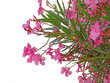 Pale pink oleander or nerium branches with flowers and leaves isolated transparent png