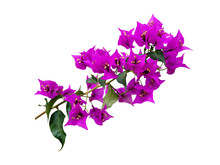 Bougainvillea Bright Purple Tropical Flowers Branch Isolated Transparent Png