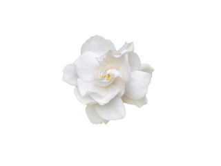 Wall Mural - Gardenia jasminoides fragrant flower top view isolated transparent png