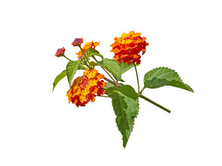 Wall Mural - Lantana bright yellow orange tropical flowers branch isolated transparent png