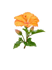 Wall Mural - hibiscus yellow tropical flower and buds branch isolated transparent png. china rose plant. malaysia