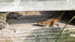 Jaszczurka żyworodna siedząca na desce.