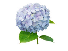 Hydrangea Macrophylla Flower Isolated Transparent Png. Hortensia Branch With Light Blue Bloom.