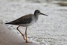 Sandpipers On The Beach 
