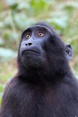 Poster - Close up shot of a crested macaque, Macaca Nigra