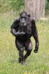 Canvas Print - Portrait of a walking chimpanzee, in natural habitat. Pan troglodytes, at wild nature