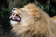 © Edwin Butter - Close up portrait of a male lion, Panthera Leo, with Flehmen response
