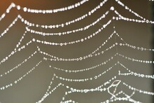 Closeup Shot Of Spider Webs In The Early Morning Dew