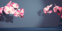Pink Orchid Flowers In A Minimal Room - 3D Render