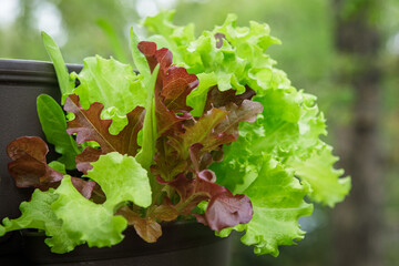 Wall Mural - Close up of a mesclun mix of red and green lettuces in a pocket of a vertical tower container garden on a backyard deck in the suburbs