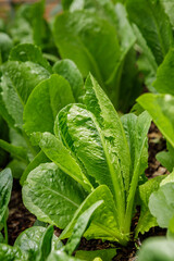 Sticker - Fresh heads of Romaine leafy green lettuce growing in an organic backyard home garden in spring